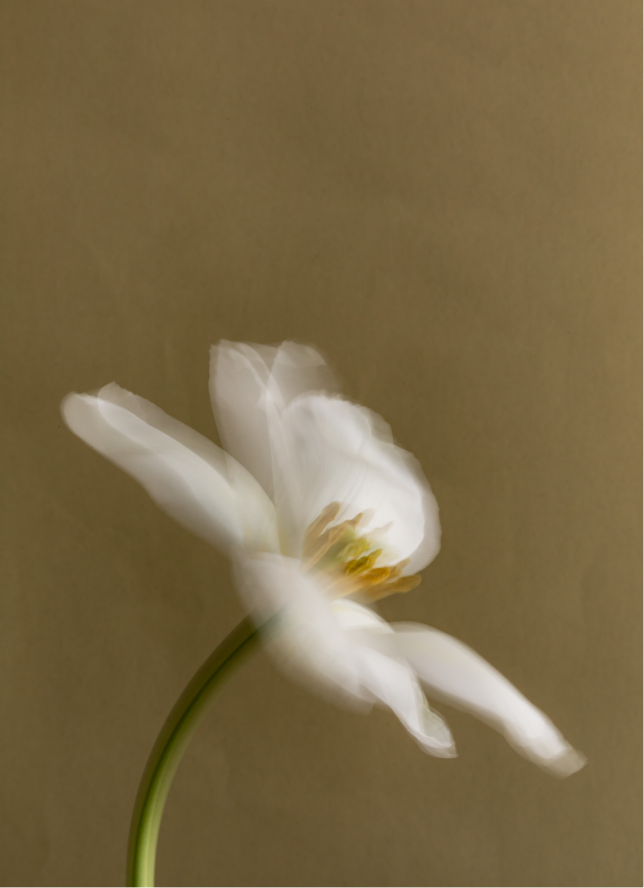 Laser Genesis – Black Friday Exclusive Buy 3, Get 1 Free (Save $399)