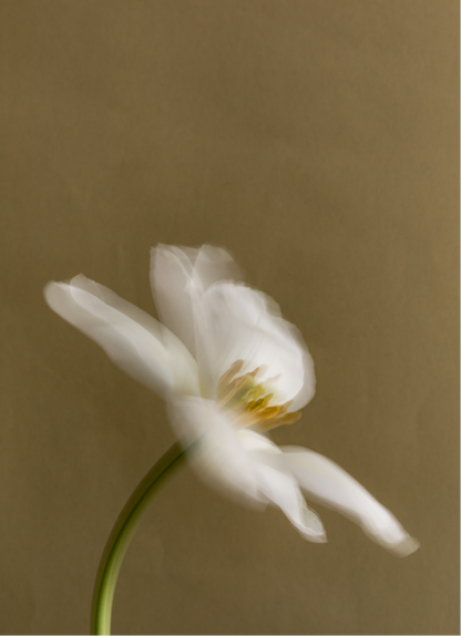 Laser Genesis – Black Friday Exclusive Buy 3, Get 1 Free (Save $399)