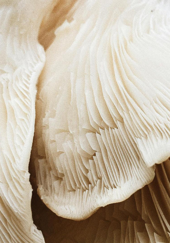 Dryness (lacking oil)